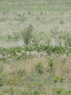 繁花六月海报剧照