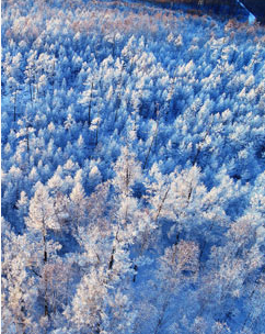 血色雪原海报剧照