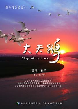 大天鹅海报剧照