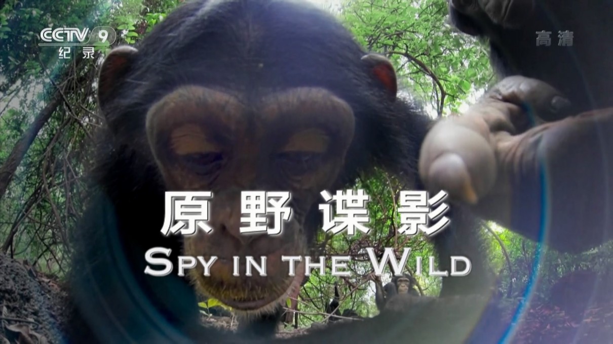 原野谍影智力海报剧照