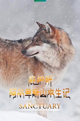 庇护所：阿尔卑斯山求生记海报剧照