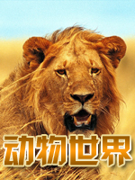 动物世界海报剧照