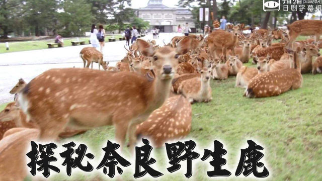 探秘奈良野生鹿海报剧照