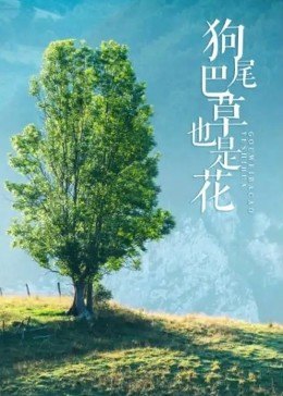 狗尾巴草也是花海报剧照